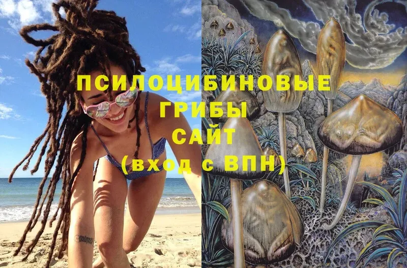 Псилоцибиновые грибы Psilocybe Гудермес